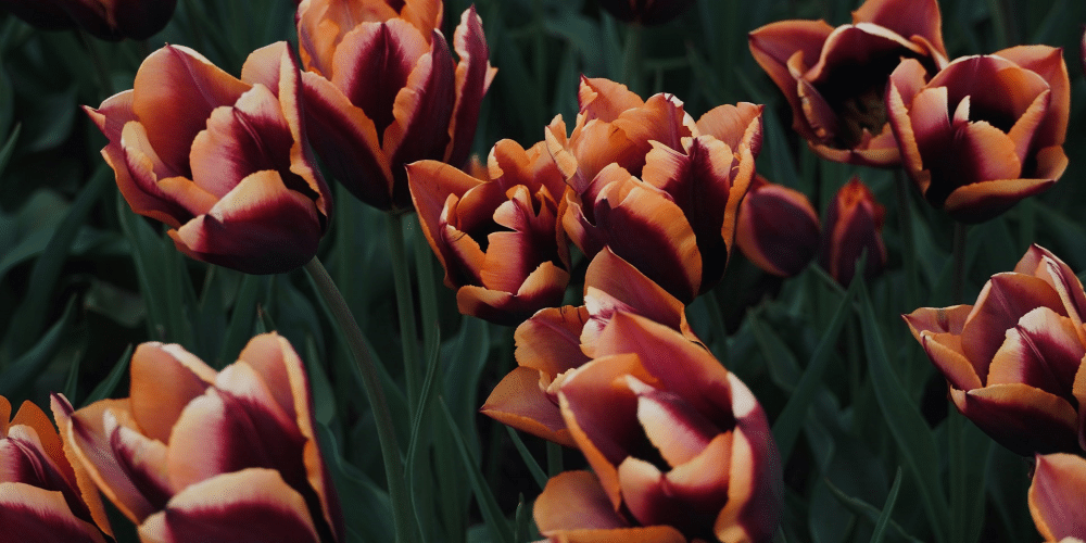 A Timeless Token of Love and Affection: The Meaning Behind Tulips