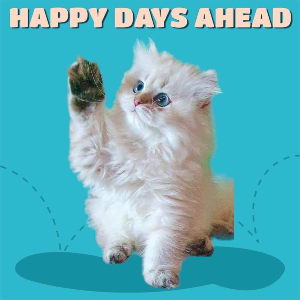 ‘The Smallest Feline is a Masterpiece’ Maison Miami Cattery Sets the Standard in Breeding Dollface Persian and British Longhair Kittens (2)