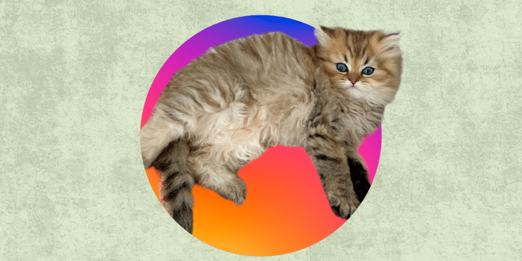 ‘The Smallest Feline is a Masterpiece’ Maison Miami Cattery Sets the Standard in Breeding Dollface Persian and British Longhair Kittens (2)