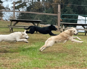 Experience a Southern Virginia Dogcation at Dancing Creek Farm