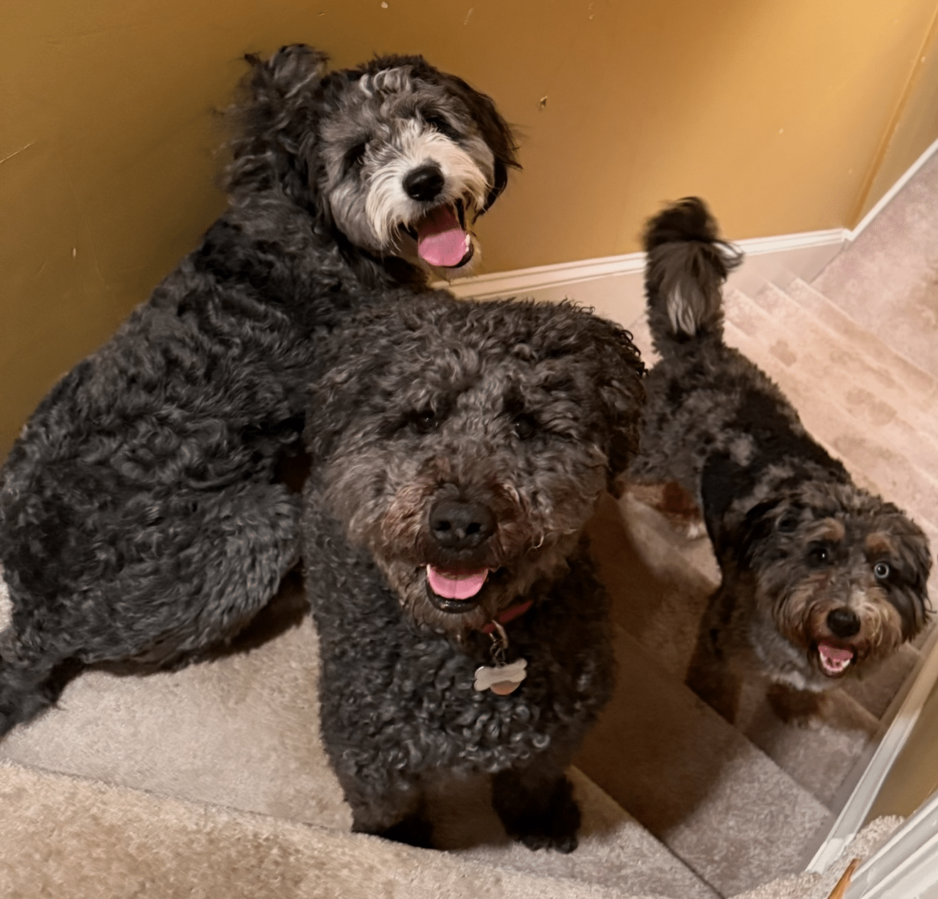 Pawmenities Redefining Pet Care with Boutique Luxury Boarding & Daycare (3)
