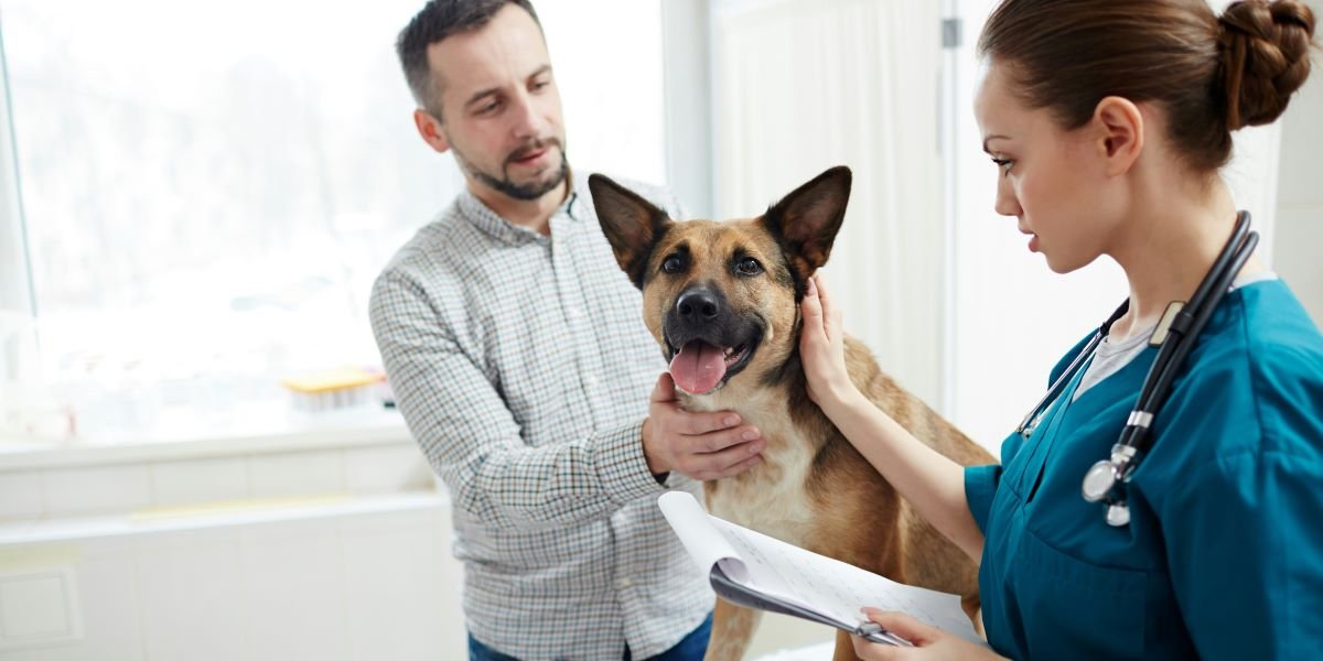 Premier Pet Insurance: What Sets Premium Coverage Apart From the Rest