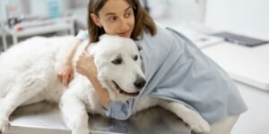 Why Adopting is Better Than Buying a Pet