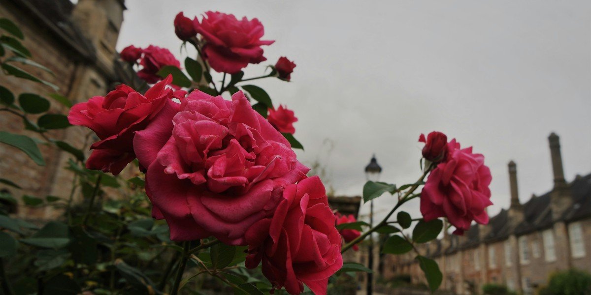 Rain, Rare Weather Mark 137th Rose Parade in Pasadena