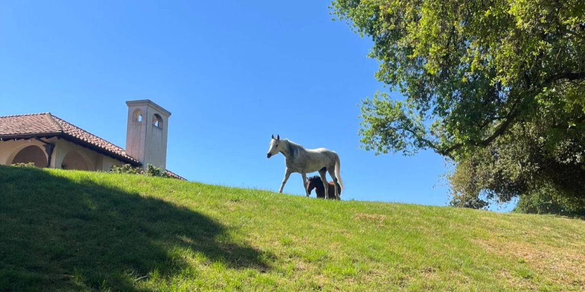 Inside the California Horse Sanctuary Estate of Philanthropist Ann Lesley Smith and Her Legendary Purebred Arabian Stallion