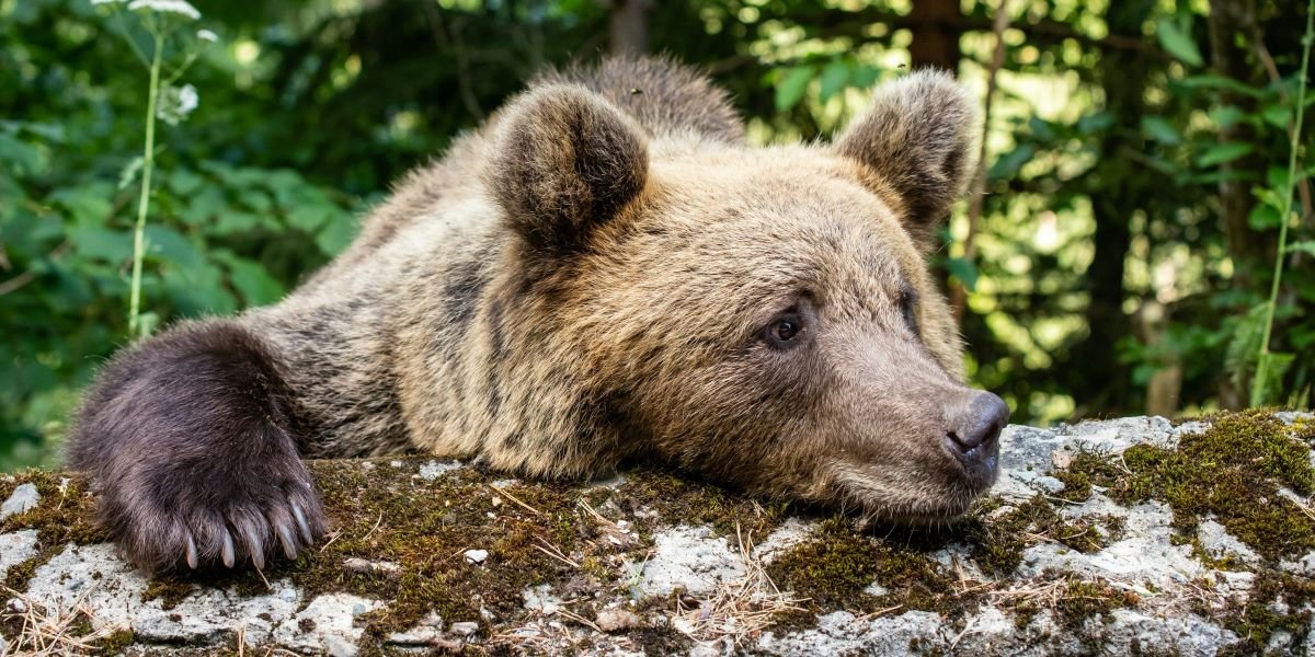 Fat Bear Week